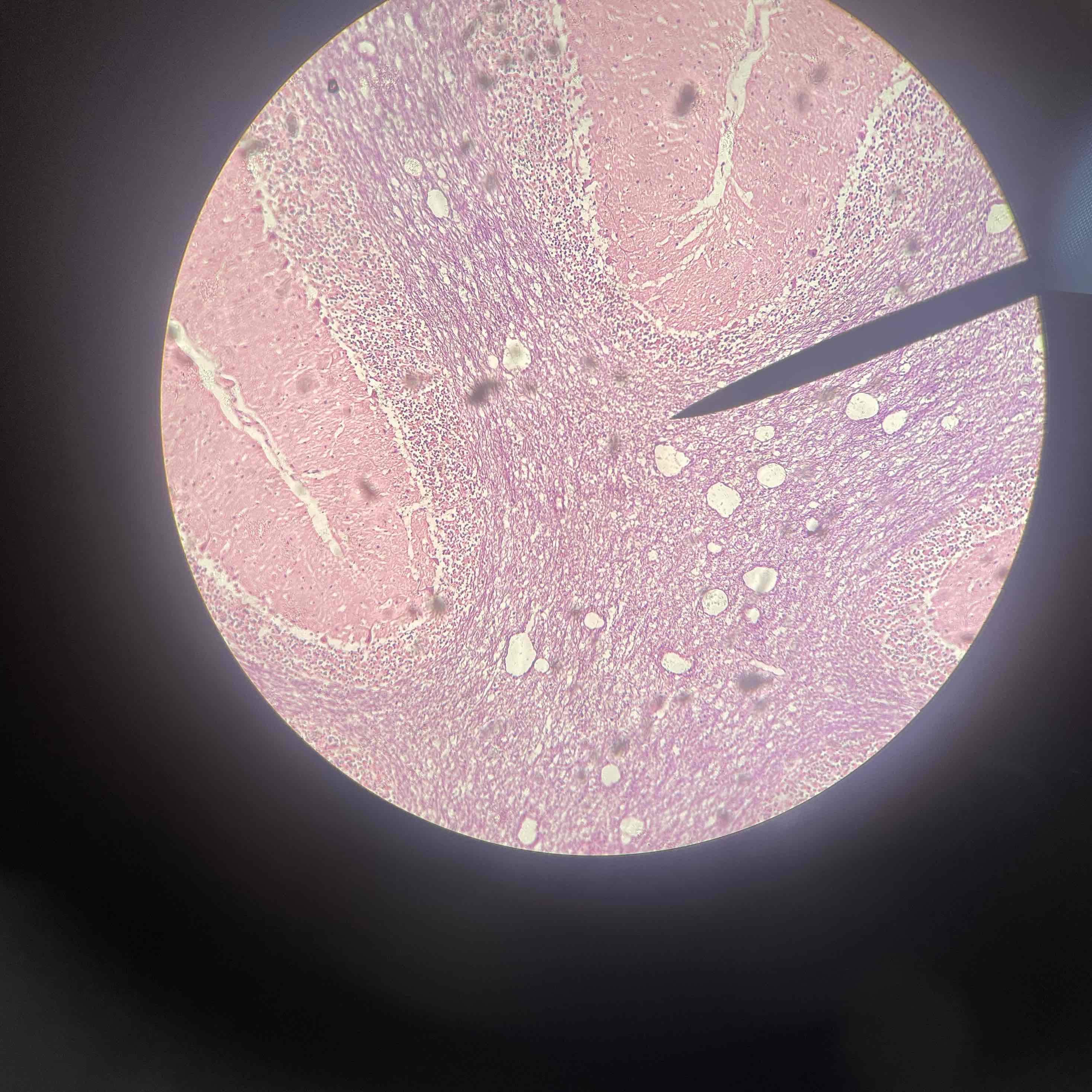 <p>Histology </p>