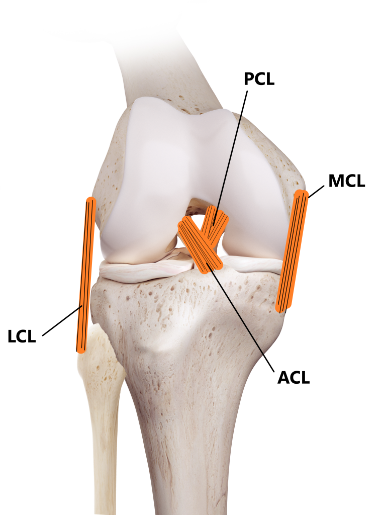 <p>Attach bone to bone</p><p></p><p>Ex. Anterior Cruciate Ligament (ACL)</p>