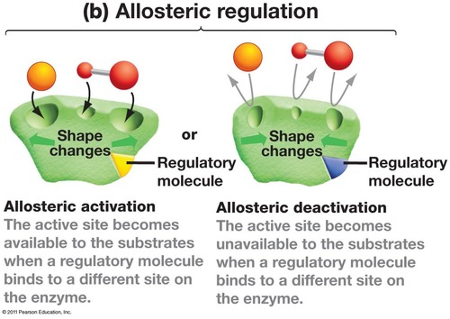 <p>The binding of a regulatory molecule to a protein at one site that affects the function of the protein at a different site.</p>