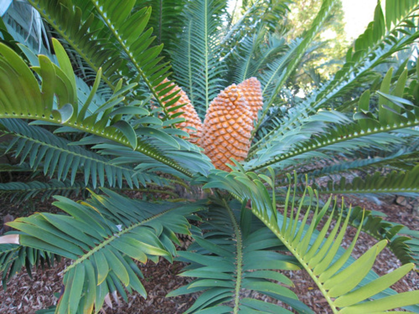 <p>Phylum of gymnosperms; stout unbranched trunk; large finely divided leaves that grow in cluster at top of stem; pollenated by insects; coralloid roots</p>