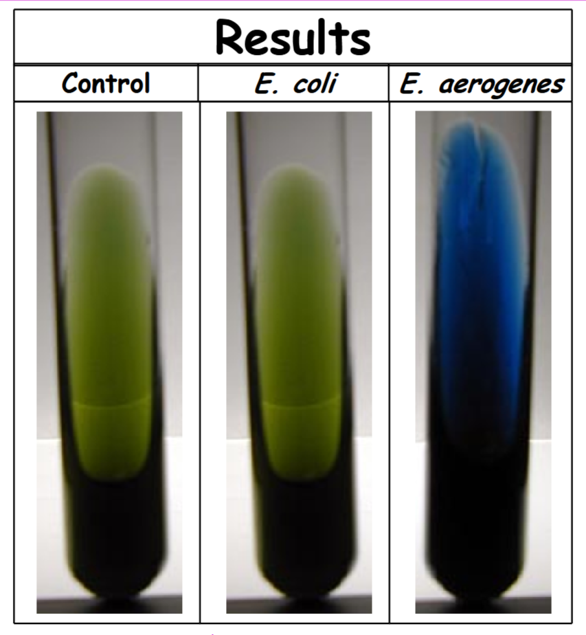 <p>control: No color change <em>and</em> no growth. (-). Citrate is not utilized (organism lacks one or more of the enzymes needed to use citrate as its sole carbon source).</p><p>E. coli: No color change <em>and</em> no growth. (-). Citrate is not utilized (organism lacks one or more of the enzymes needed to use citrate as its sole carbon source).</p><p>E. aerogenes: Media appears blue (even if only a portion of the media turned blue) <em>and </em>growth is evident. (+). Citrate is utilized (organism has the enzymes needed to use citrate as its sole carbon source).</p>