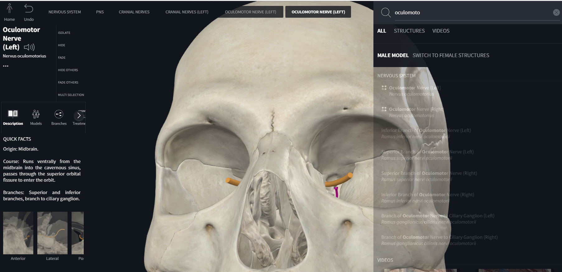 <p>oculomotor (CN III)</p><p>part of central nervous system from which nerve enters or emerges</p><p>general function types of fibers</p><p>general distribution</p>