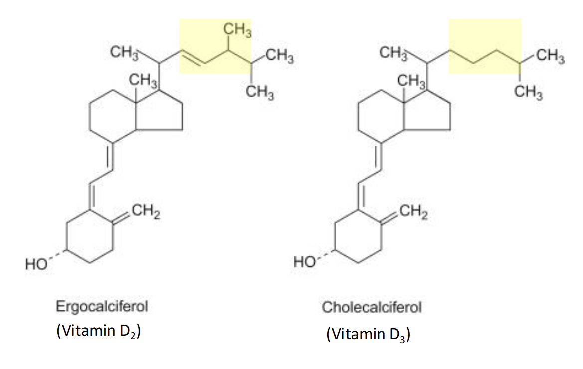 <p>Ergocalciferol(D2)</p><ul><li><p>Plant Foods</p></li></ul><p>Cholecalciferol(D3)</p><ul><li><p>Animal Derived foods</p></li><li><p>Produced in the skin</p></li></ul><p></p>