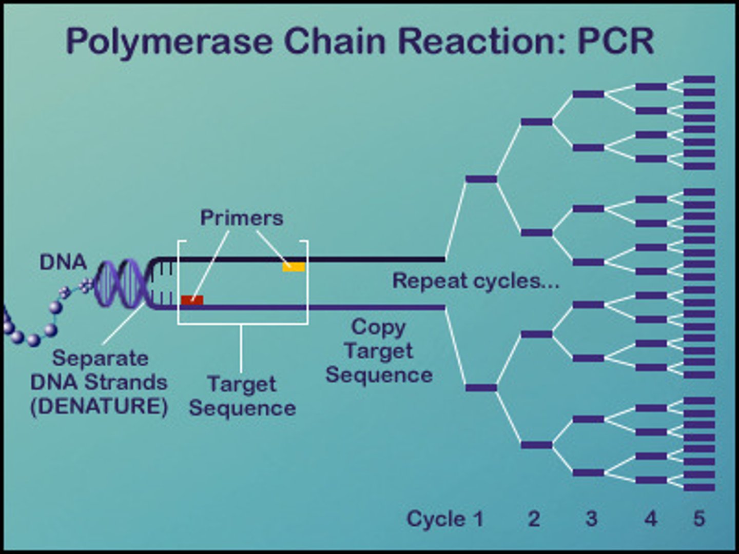 <p>synthetic DNA replication developed in 20th century</p>