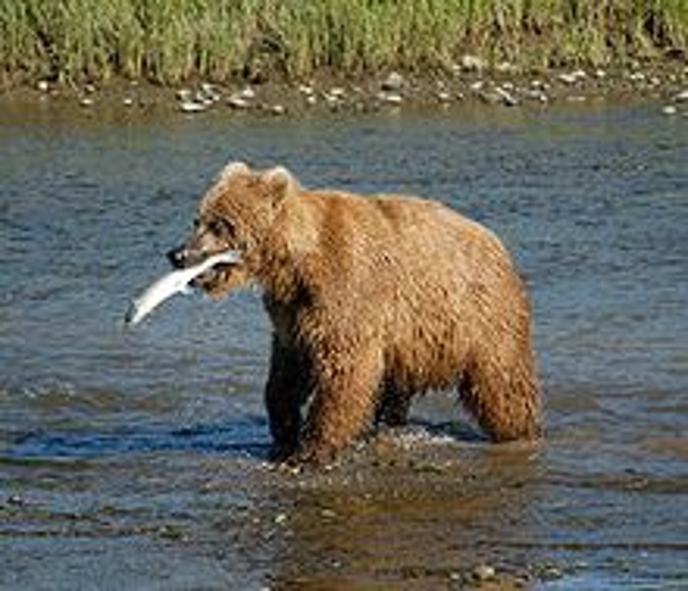 <p>bear</p>