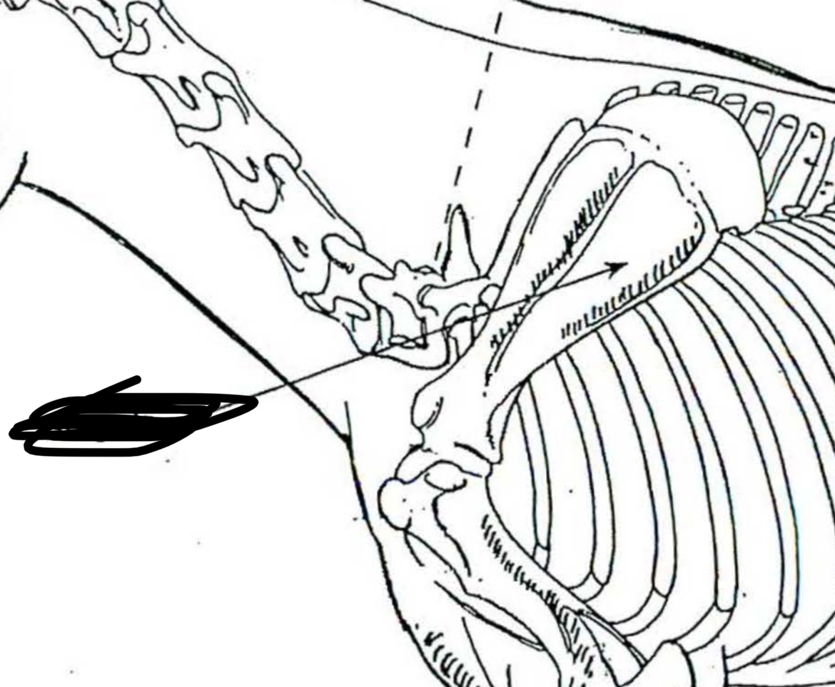 <p>Horse </p>