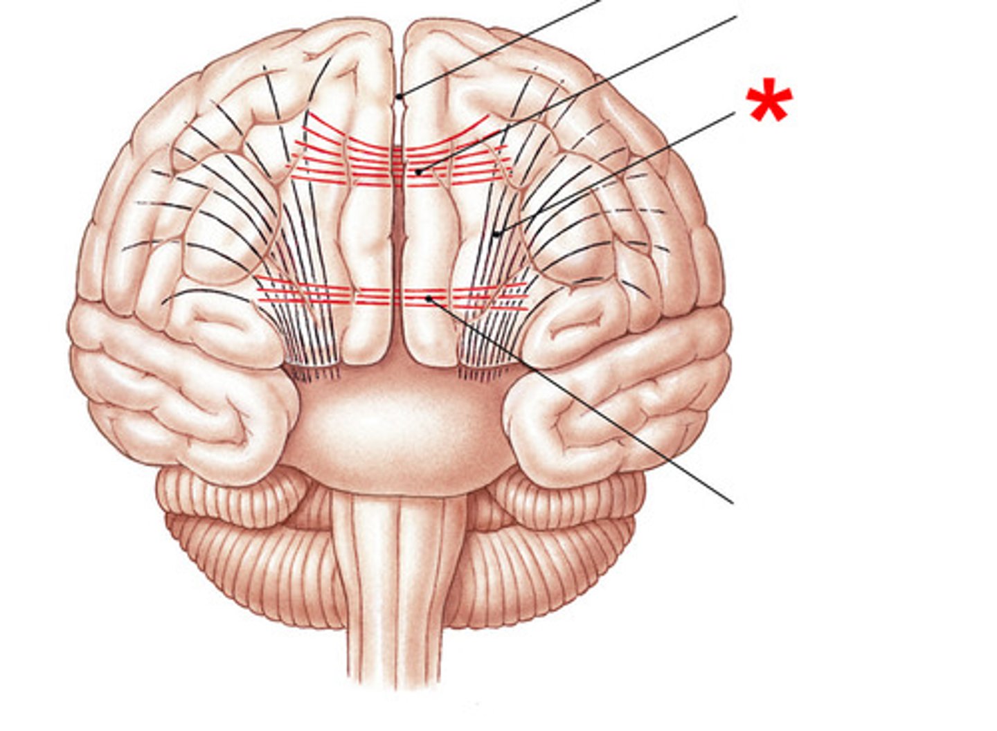 <p>vertical fibers that connect hemispheres with lower brain or spinal cord</p>
