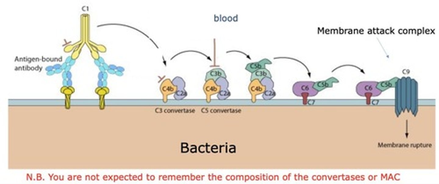 <p>Lytic pore formed by complement proteins to kill bacteria.</p>