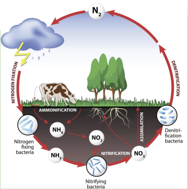 <ul><li><p>Movement of N-containing molecules between source &amp; sinks/reservoirs</p><ul><li><p>Source release N into atmosphere; sinks take N out of the atmosphere in increasing amounts</p></li></ul></li><li><p>N reservoirs hold Nh for relatively short periods of time compared to C cycle</p><ul><li><p>Ex: plants, soil, atmosphere</p></li></ul></li><li><p>Atmosphere = main N reservoir</p><ul><li><p>N in atmosphere exists mostly as N<sub>2</sub> gas, which is not useable by plants or animals</p></li></ul></li><li><p>N = critical plant &amp; animal nutrient</p><ul><li><p>All living things need N for DNA &amp; amino acids to make proteins</p></li></ul></li></ul><p></p>