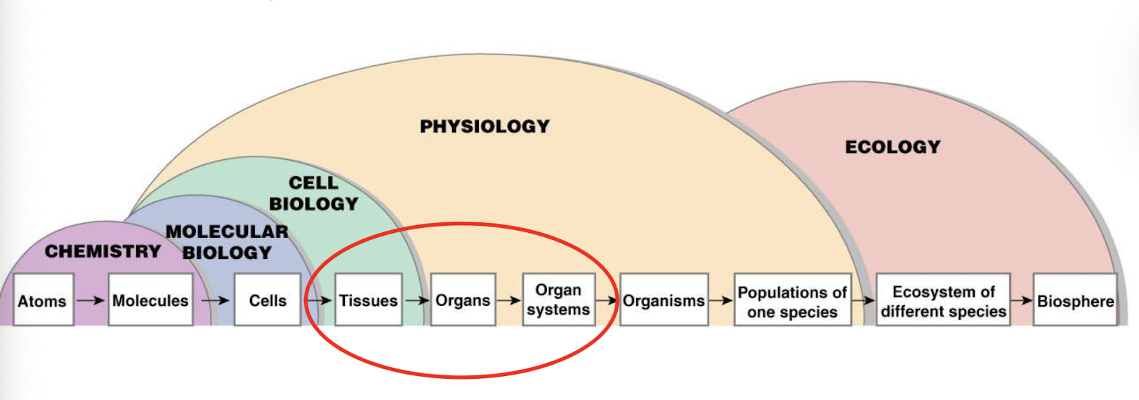 <ul><li><p>molecules, cells, tissues, organs, organ systems, organisms, and populations of one species</p></li><li><p>we are especially focusing on tissues, organs, and organ systems</p></li></ul><p></p>
