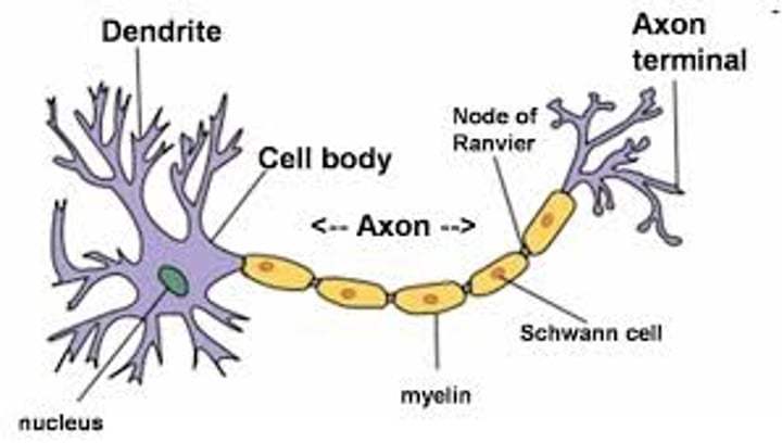 <p>a layer of fatty tissue segmentally encasing the fibers of many neurons; enables vastly greater transmission speed of neural impulses as the impulse hops from one node to the next.</p>