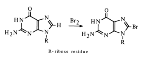 <ul><li><p>Purininiai nukleozidai lengvai halogeninami vandeniniuose tirpaluose ir organiniuose tirpikliuose;</p></li><li><p>G lengviau halogeninamas nei A;</p></li><li><p>8-halogenpurinai - gana nestabilūs, lengvai hidrolizuojantys reakcijos metu, suyra imidazolo žiedas;</p></li><li><p>Hal purino C8 padėtyje galima pakeisti kitais pakaitais.</p></li></ul><p></p>