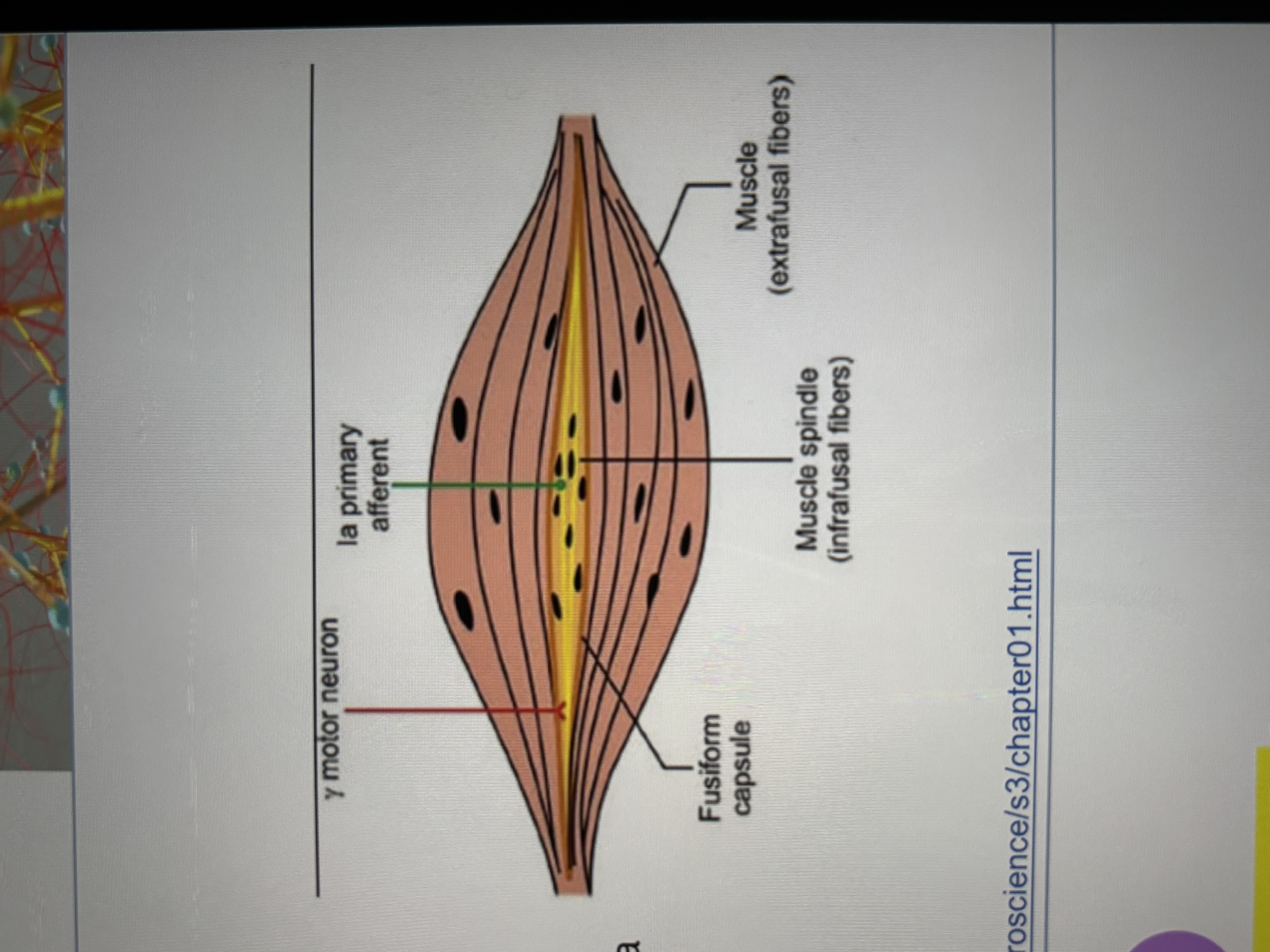 <ul><li><p>1. <u>Intrafusal: </u>sensory receptor fibers (only a few fibers in each muscle)</p></li><li><p>2. <u>extrafusal:</u> force-generating fibers that make up the bulk of a muscle </p></li></ul><p></p>