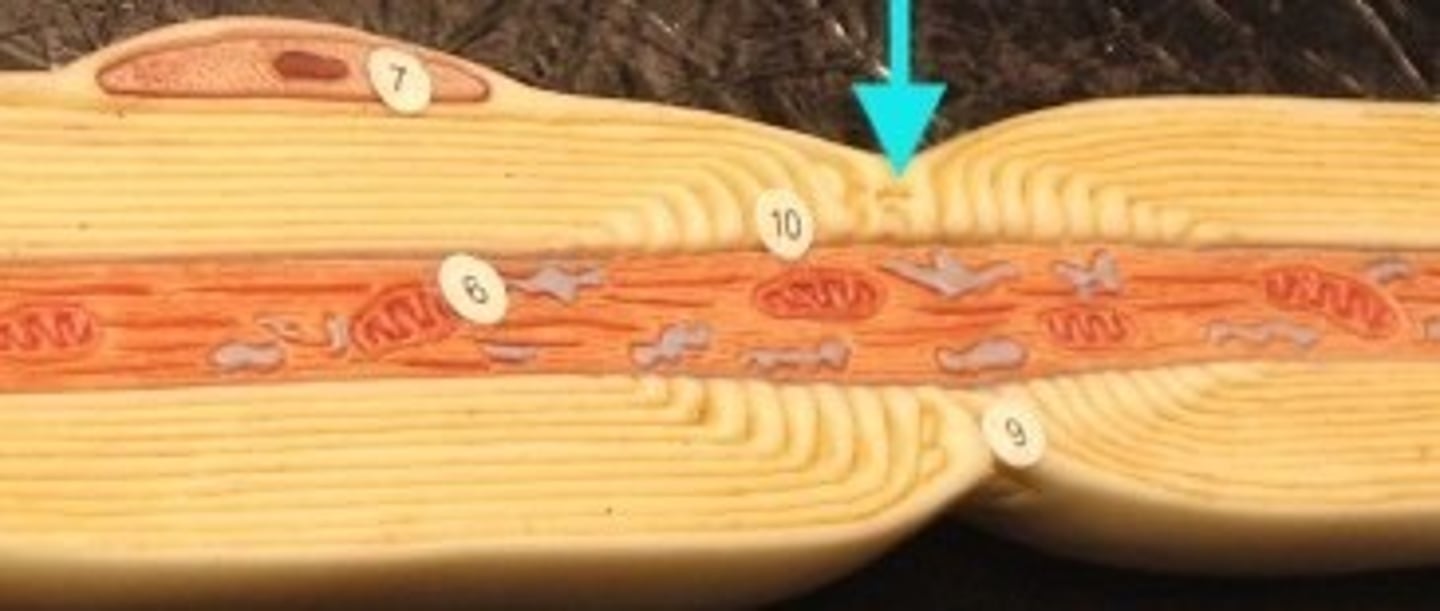 <p>Gaps in the myelin sheath to which voltage-gated sodium channels are confined.</p>