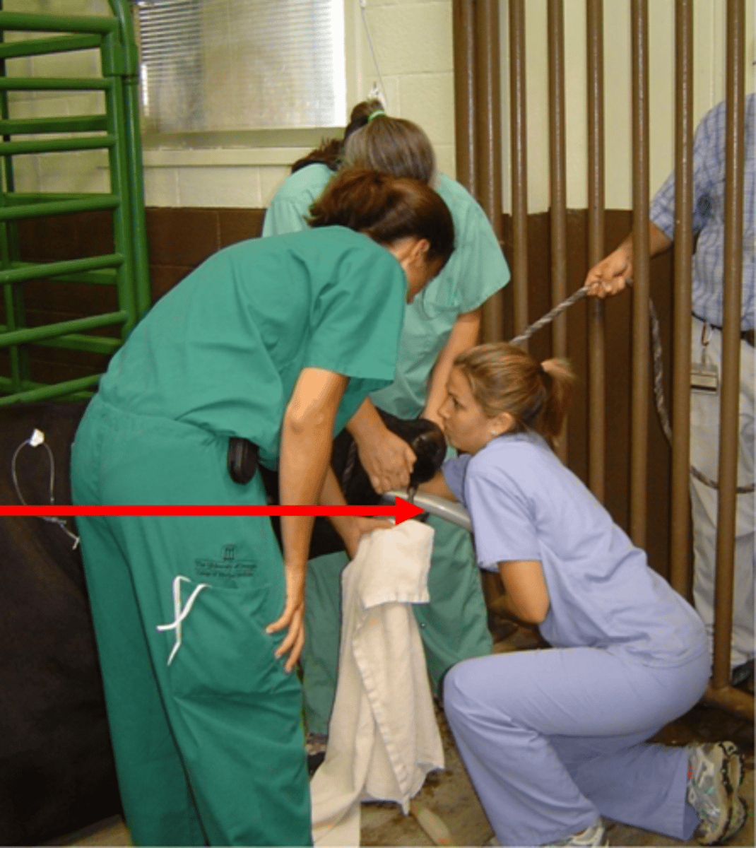 <p>how do we actually intubate ruminants</p>