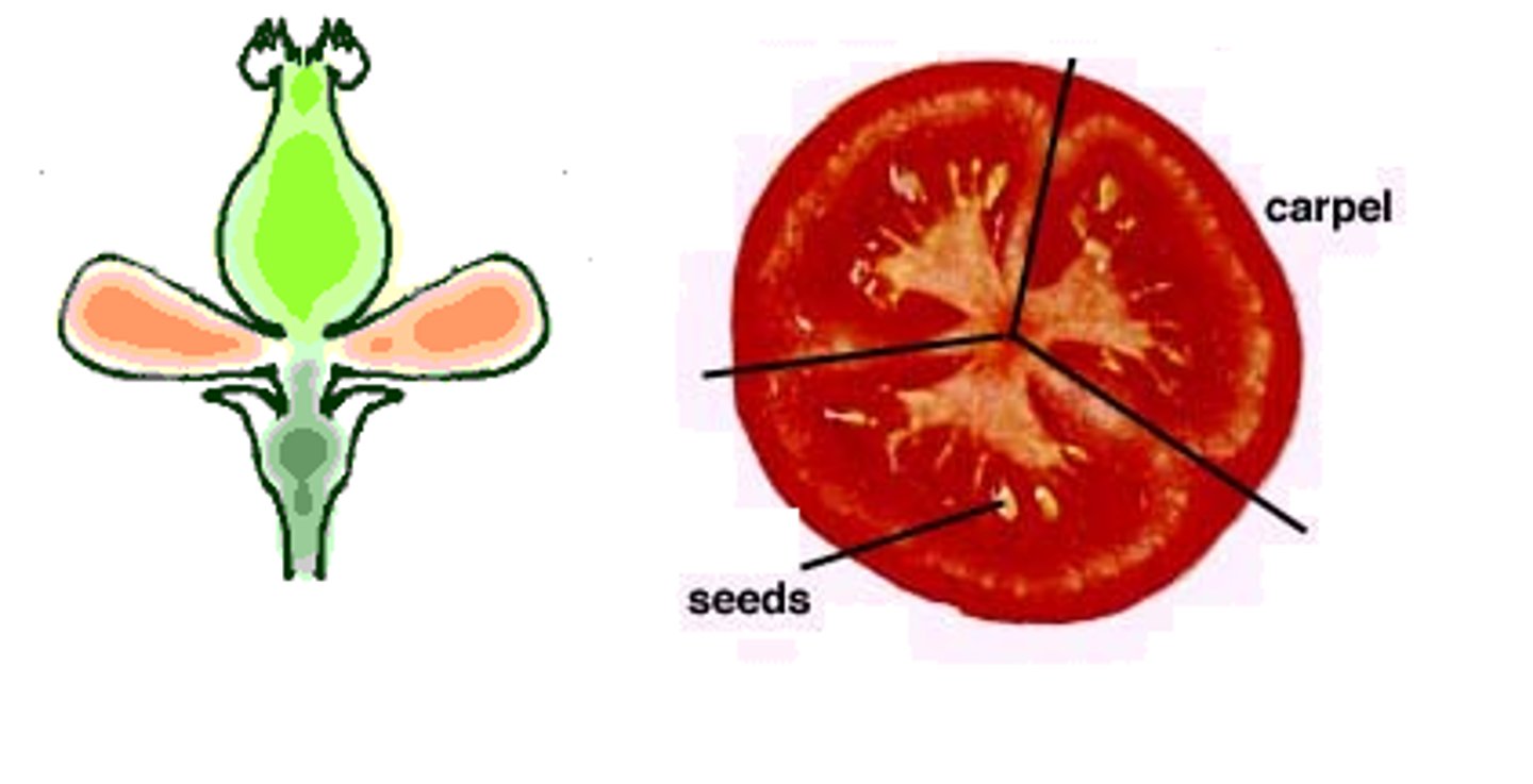 <p>develops from a single carpel (or 2+fused) of one flower</p><p>EX: tomato</p>
