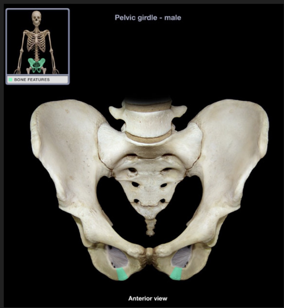 <p><span style="font-family: Arial, sans-serif; color: rgb(45, 59, 69)">inferior process; unites with inferior pubic ramus inferior to obturator foramen</span></p>