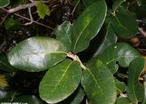 <p>Coastal Live Oak </p>