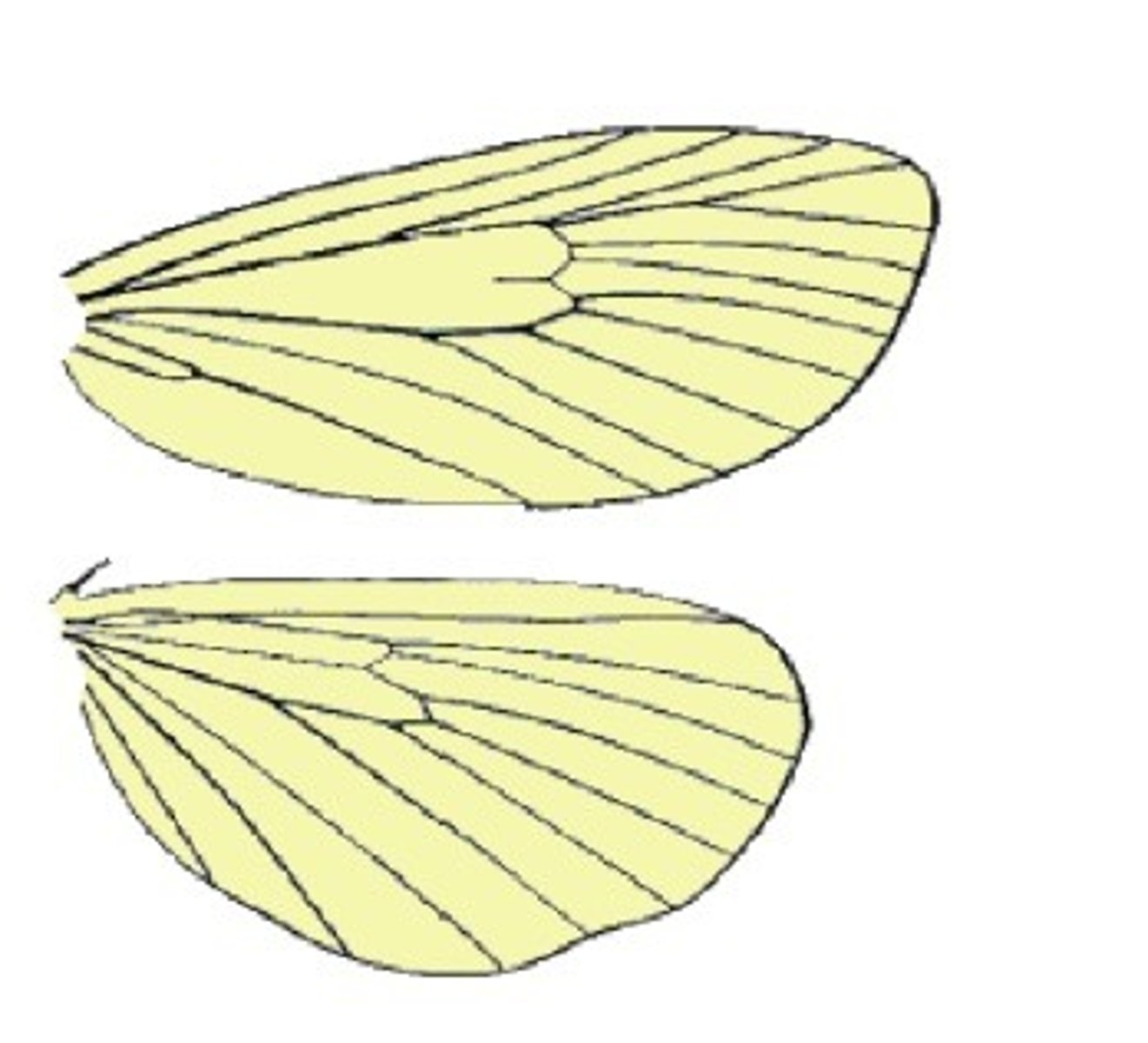 <p>_________________ Bristle near base of hind wing that holds front and hind wings together (Lepidoptera)</p>