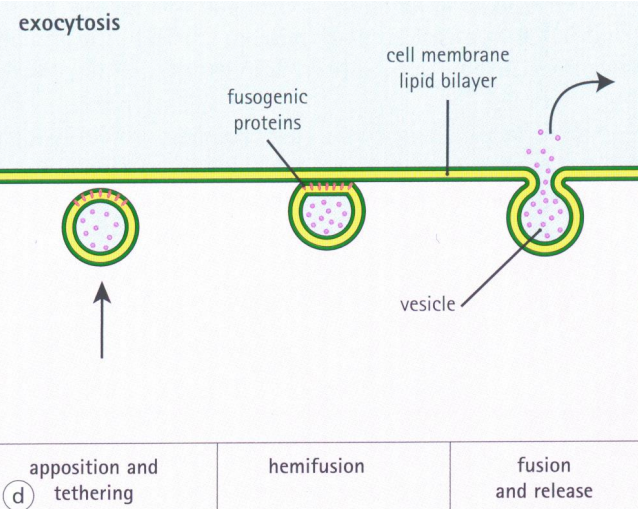 <p>Exocytosis is a form of active transport and bulk transport in which a cell transports molecules out of the cell by <mark data-color="yellow" style="background-color: yellow; color: inherit">secreting them through an energy-dependent </mark>process. Opposite to endocytosis</p>