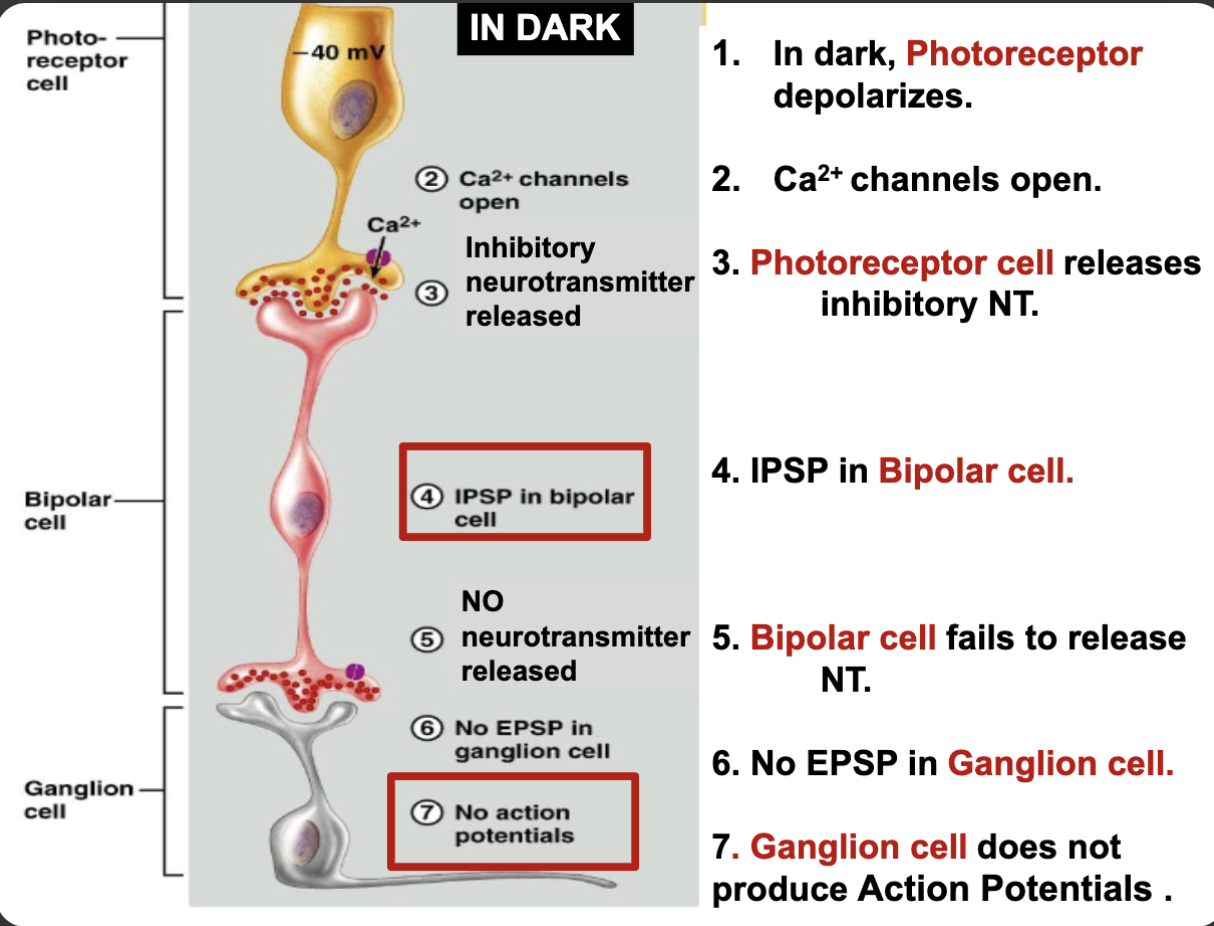 <ol><li><p>in dark, photoreceptor depolarizes</p></li><li><p>Ca channels open</p></li><li><p>photoreceptor cell releases inhibitory NT</p></li><li><p>IPSP in bipolar cell</p></li><li><p>Bipolar cell fails to release NT</p></li><li><p>No EPSP in ganglion cell</p></li><li><p>Ganglion cell does not produce AP’s</p></li></ol><p></p>
