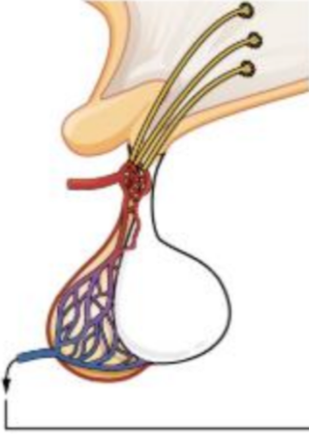 <p>paraventricular and supraoptic nuclei </p>
