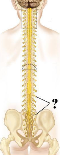 <p><span><span>Identify the indicated structures.</span></span></p>
