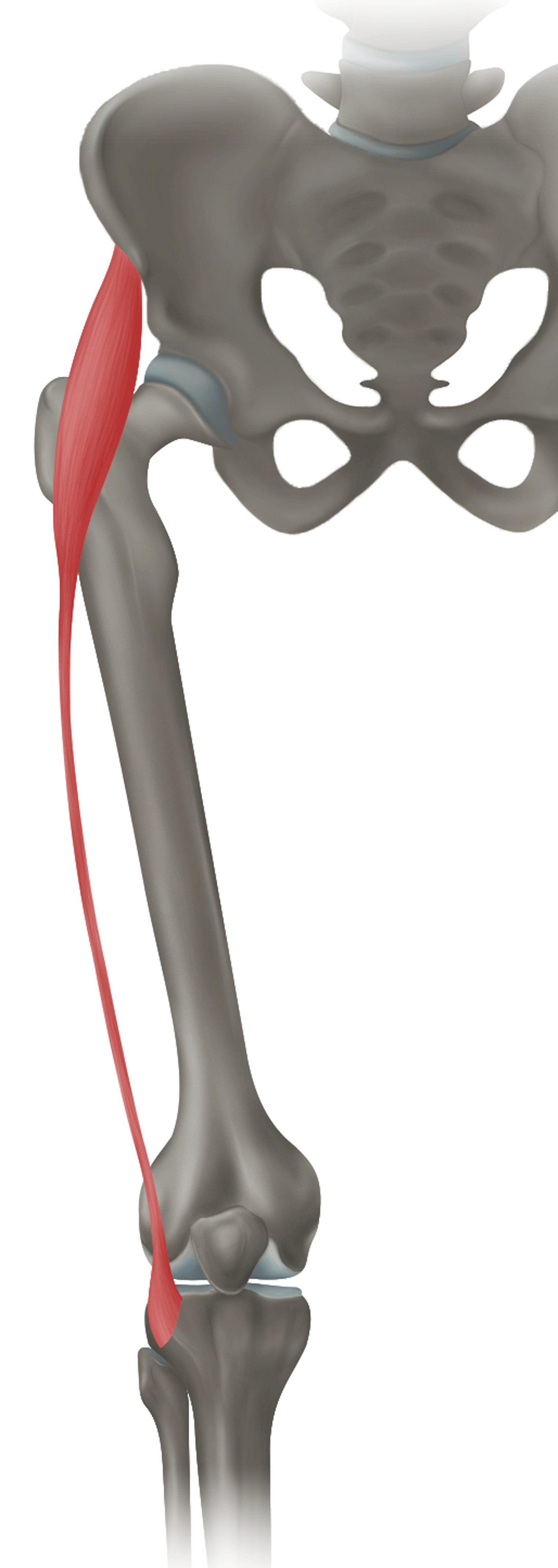 <p>m. tensor fasciae latae - FUNKCE</p>