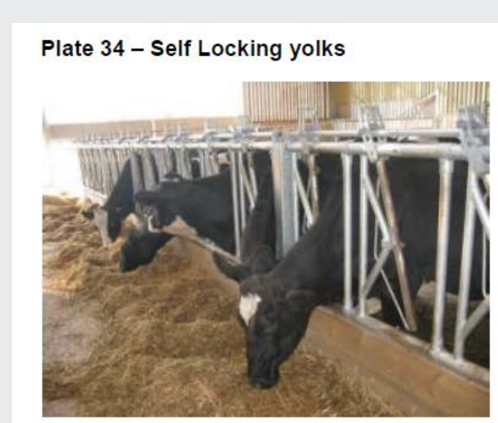 <p>dairy free stall layouts- cubicles</p><p></p><p>some barriers enable the cow to be ‘locked’ in place with self locking yokes as the cow can the restrained</p>