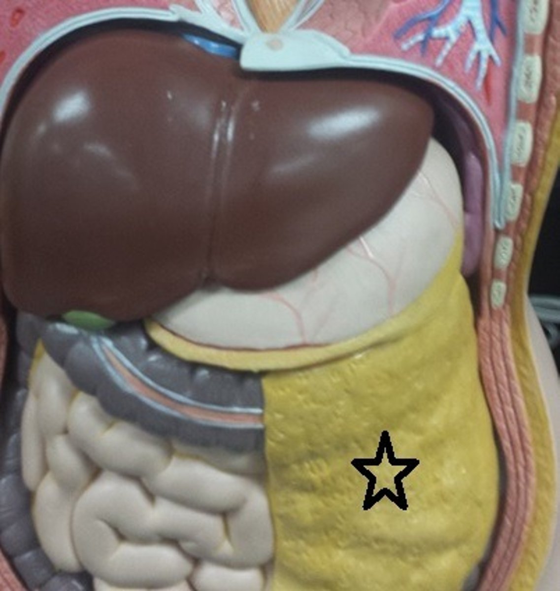 <p>What part of the stomach is this?</p>