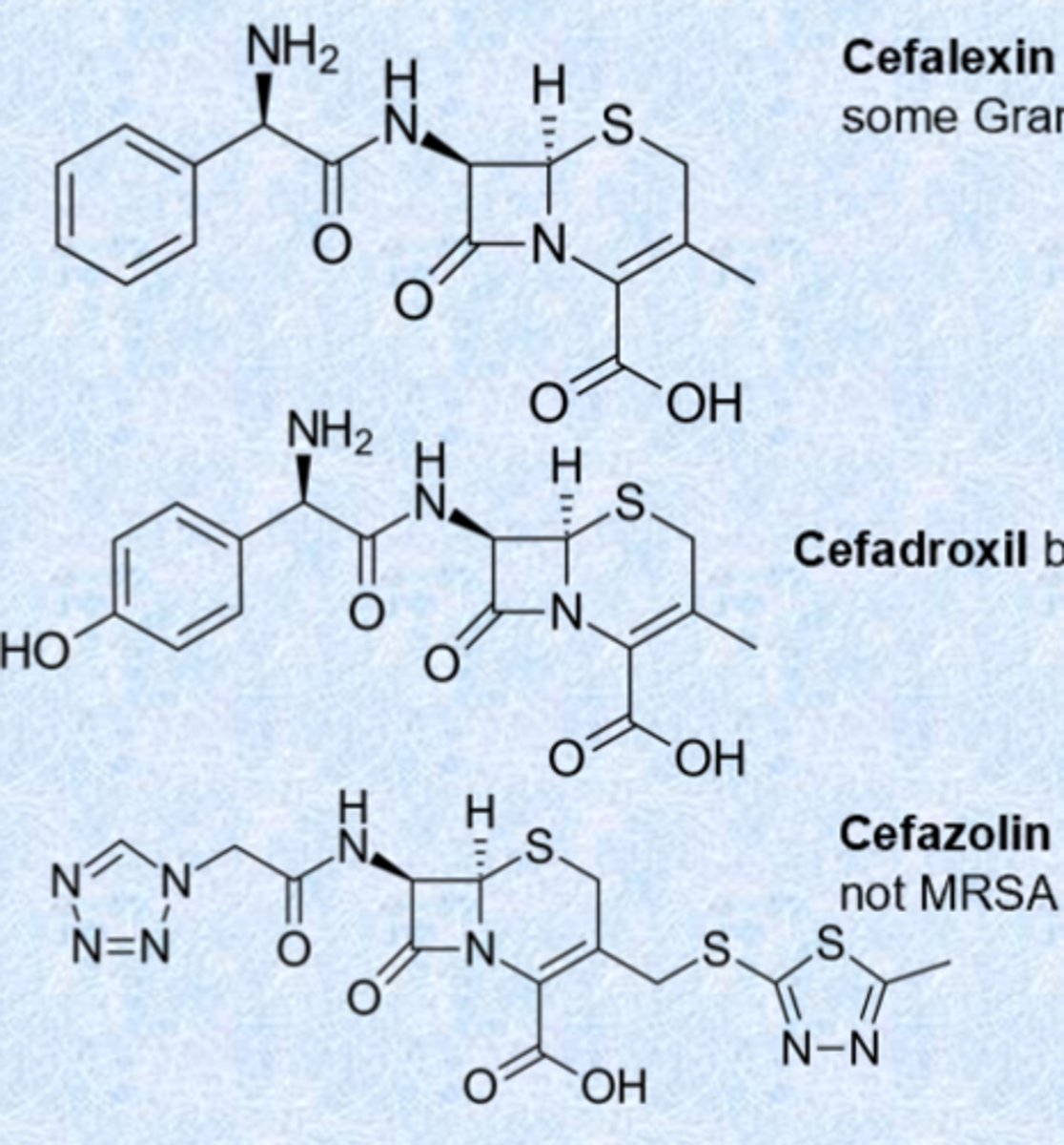 <p>- cefalexin (Keflex) both Gram (+) and some Gram (-) but not MRSA</p><p>- cefadroxil both Gram (+) and better Gram (-)</p><p>- cefazolin good for UTIs, effective for MSSA but not MRSA</p><p>- got rid of acetoxy group to simple methyl or ring to increase stability and increase coverage</p><p>- change side chain to the left</p><p>- MRSA picked up its own PBP</p>