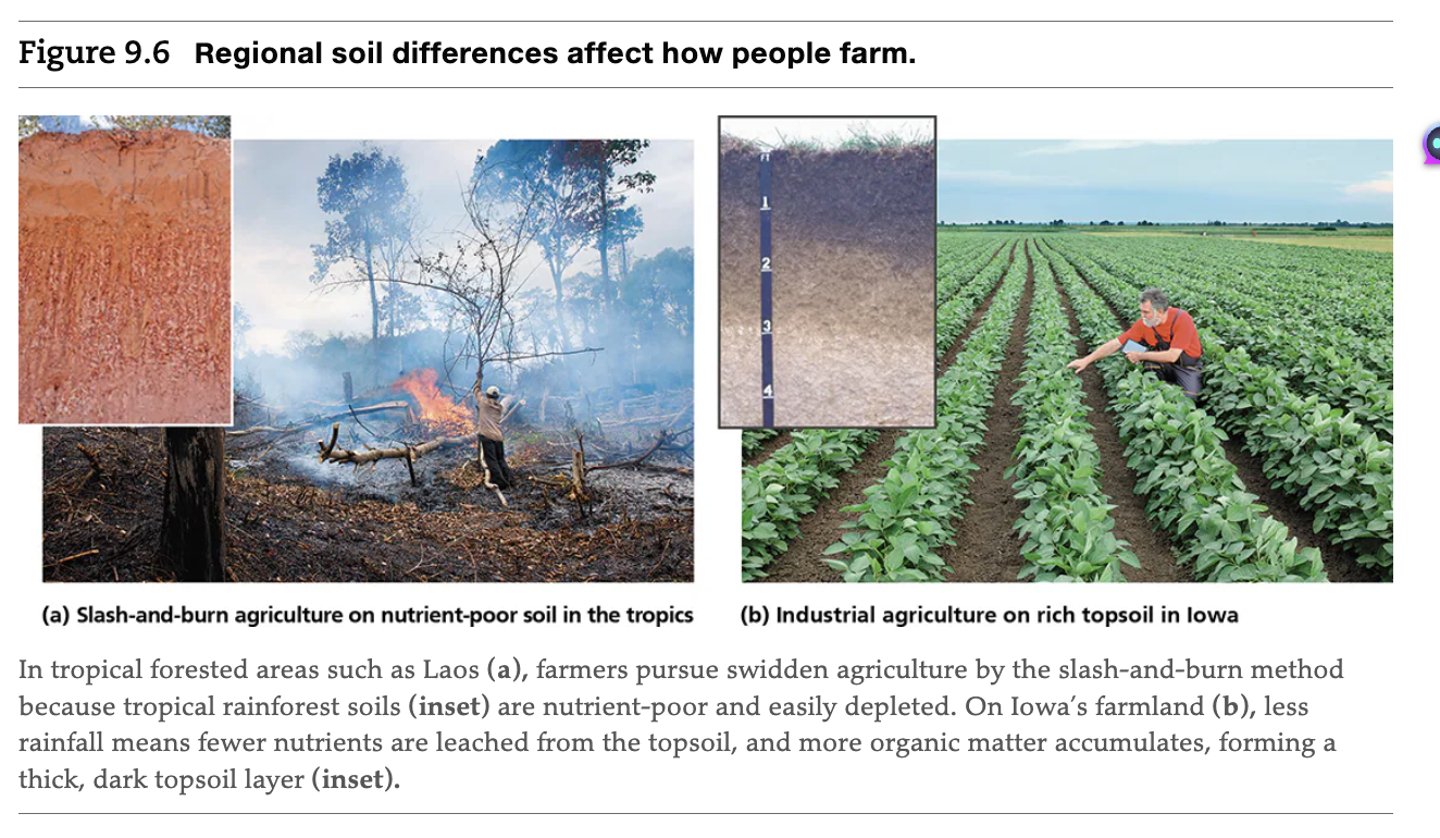 <p>he traditional form of agriculture in tropical forested areas is swidden agriculture, in which the farmer cultivates a plot for one to a few years and then moves on to clear another plot, leaving the first to grow back to forest.</p>