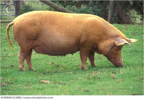 <p>What is this swine breed?</p>