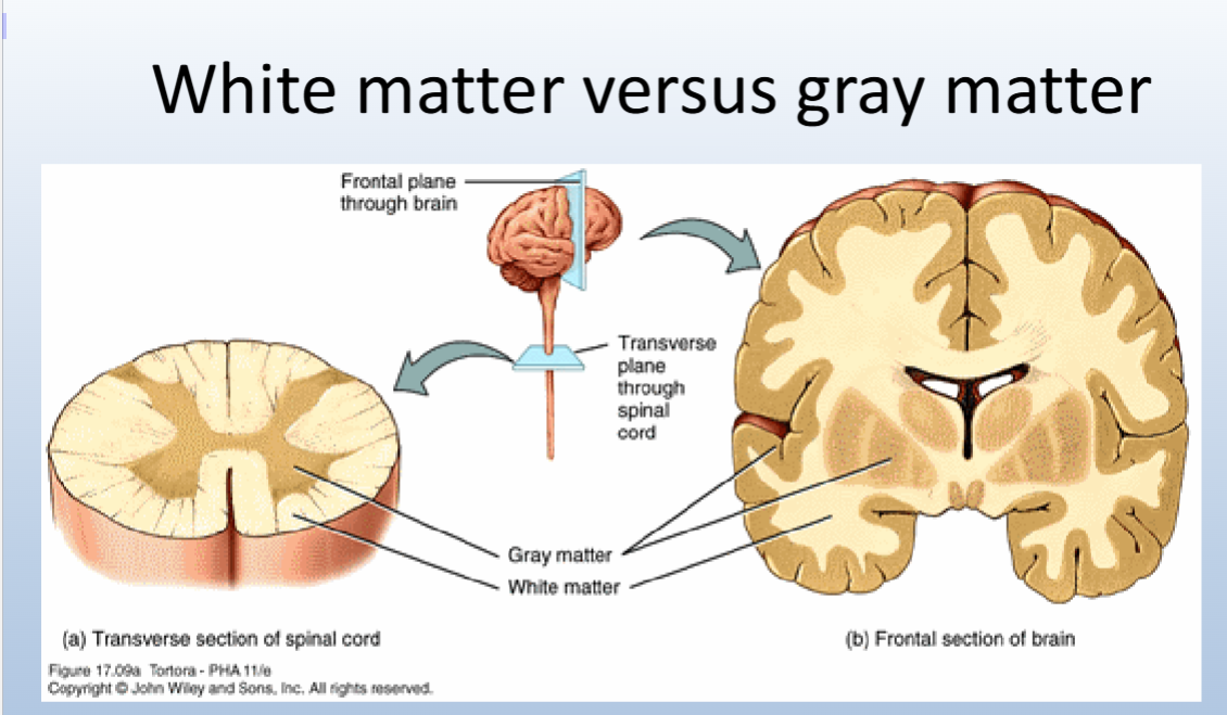 <p><span>• White matter = myelinated axons.</span><br><span>• Gray matter – consists mostly of cell bodies and dendrites</span></p>