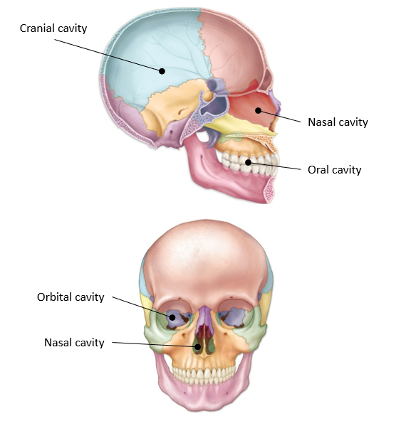 <p>-largest cavity</p><p>-surrounds the brain</p>