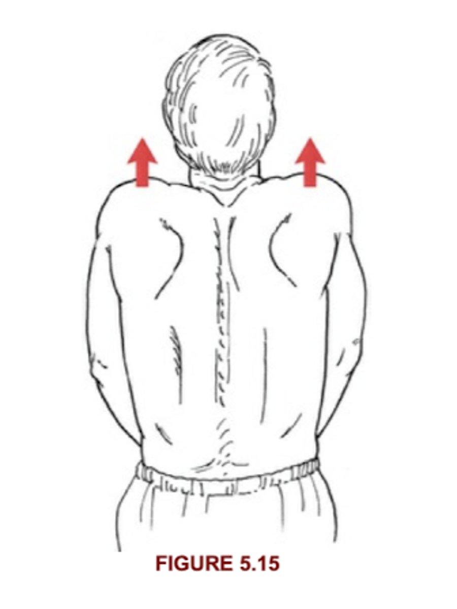 <p>Seated at edge of table, hands in lap, shrug shoulders up</p>