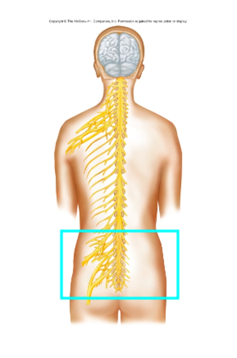 <p>What nerve plexus is the blue box surrounding?</p>