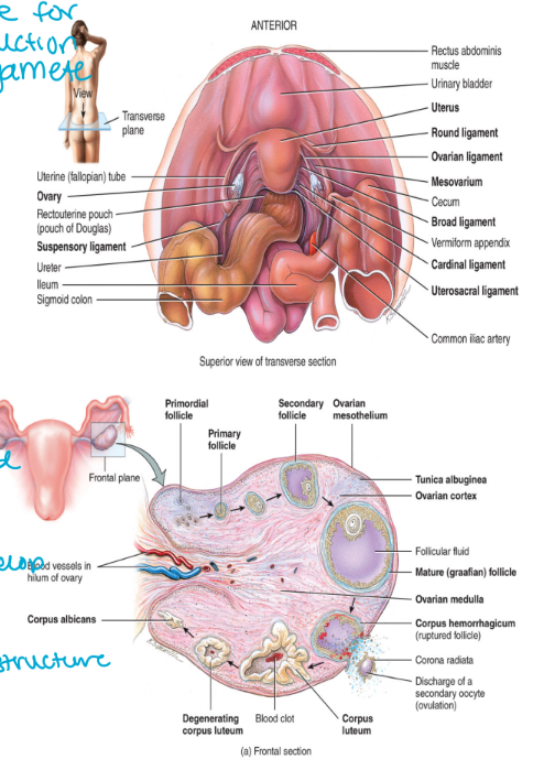 <ol><li><p>superficial epithelium (mesothelium)</p><ul><li><p>simple cuboidal</p></li><li><p>on surface, wallpaper</p></li></ul></li><li><p>tunica albuginea</p><ul><li><p>dense irregular connective tissue</p></li><li><p>helps the epithelium bind</p></li></ul></li><li><p>ovarian cortex</p><ul><li><p>outer layer of the ovary</p></li><li><p>contains ovarian follicles</p></li><li><p>all the follicles are developed here</p></li></ul></li><li><p>ovarian medulla (internal)</p><ul><li><p>the center area of the ovary</p></li><li><p>contains blood vessels, lymph vessels</p></li><li><p>need nerves too</p></li><li><p>living structure</p></li></ul></li></ol><p></p>