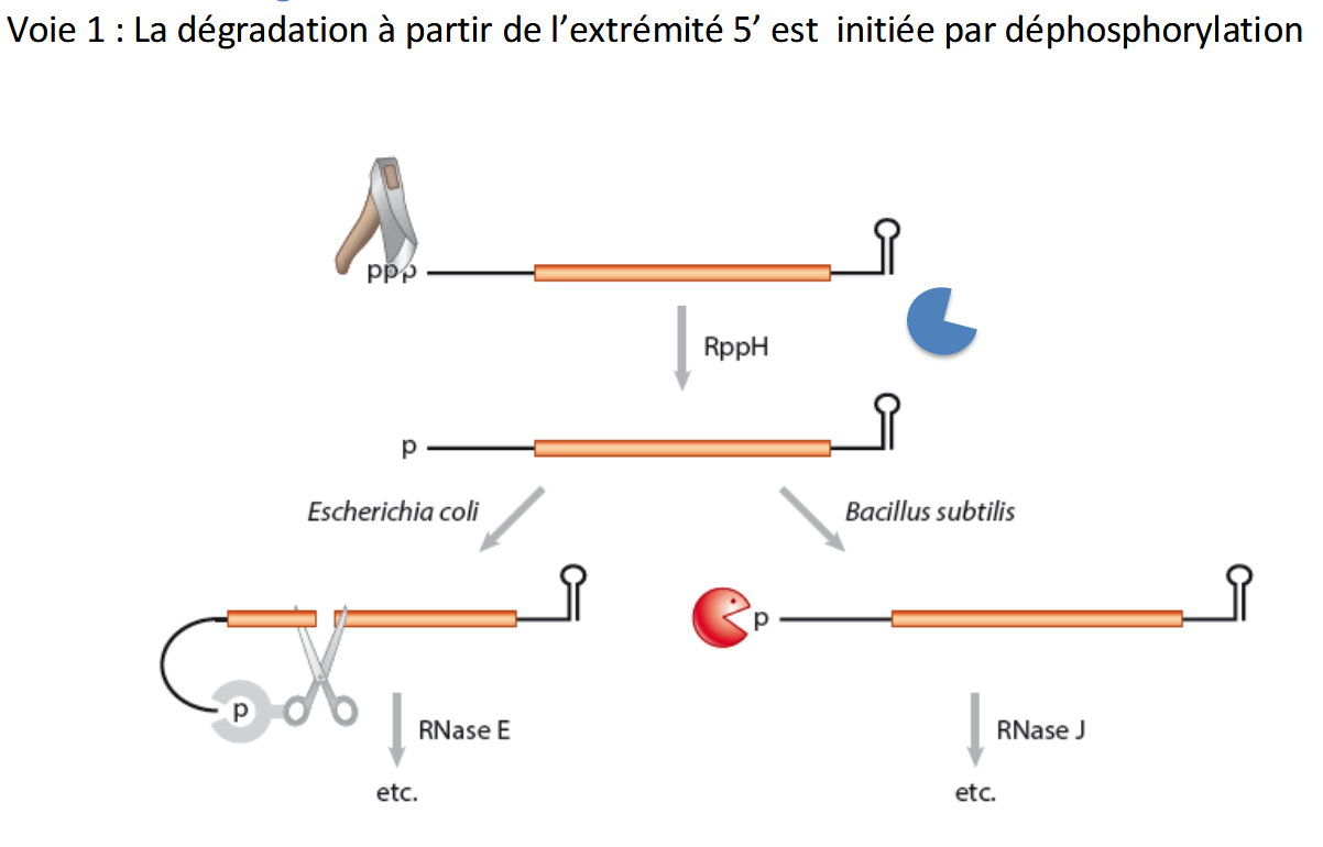 <ul><li><p>L’ARNm bactérien sort de la transcription avec une extrémité 5’ triphosphate (ppp).</p></li><li><p>Cette structure protège l’ARNm des RNases.</p></li></ul><ul><li><p>Déphosphorylation par RppH :</p><ul><li><p>L’enzyme RppH  enlève deux phosphates → l’extrémité devient un 5’ monophosphate (p).</p></li><li><p>À ce stade, l’ARNm devient vulnérable aux RNases.</p></li></ul></li><li><p>Différences selon l’espèce :</p><ul><li><p>Chez <em>E. coli</em> : le 5’ monophosphate est reconnu par RNase E, une endoribonucléase qui coupe à l’intérieur de l’ARNm → début de la dégradation.</p></li><li><p>Chez <em>Bacillus subtilis</em> : la dégradation se fait par une exoribonucléase 5’→3’, comme RNase J, qui ronge l’ARNm à partir du 5’.</p></li></ul></li></ul><p></p>