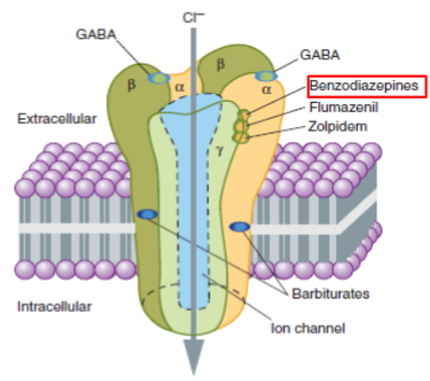 <ul><li><p>Alkaloid found in plants and animals</p></li><li><p>acts as a negative allosteric modulator of the GABA<sub>A</sub> receptor</p></li><li><p>induce convulsions and increase anxiety (anxiogenic)</p></li><li><p>binds at the benzodiazepine site </p><ul><li><p>decreases GABA stimulated chloride movement into cell (less chloride ions entering neuron)</p></li><li><p>less CNS depression and more excitable cells</p></li></ul></li></ul>