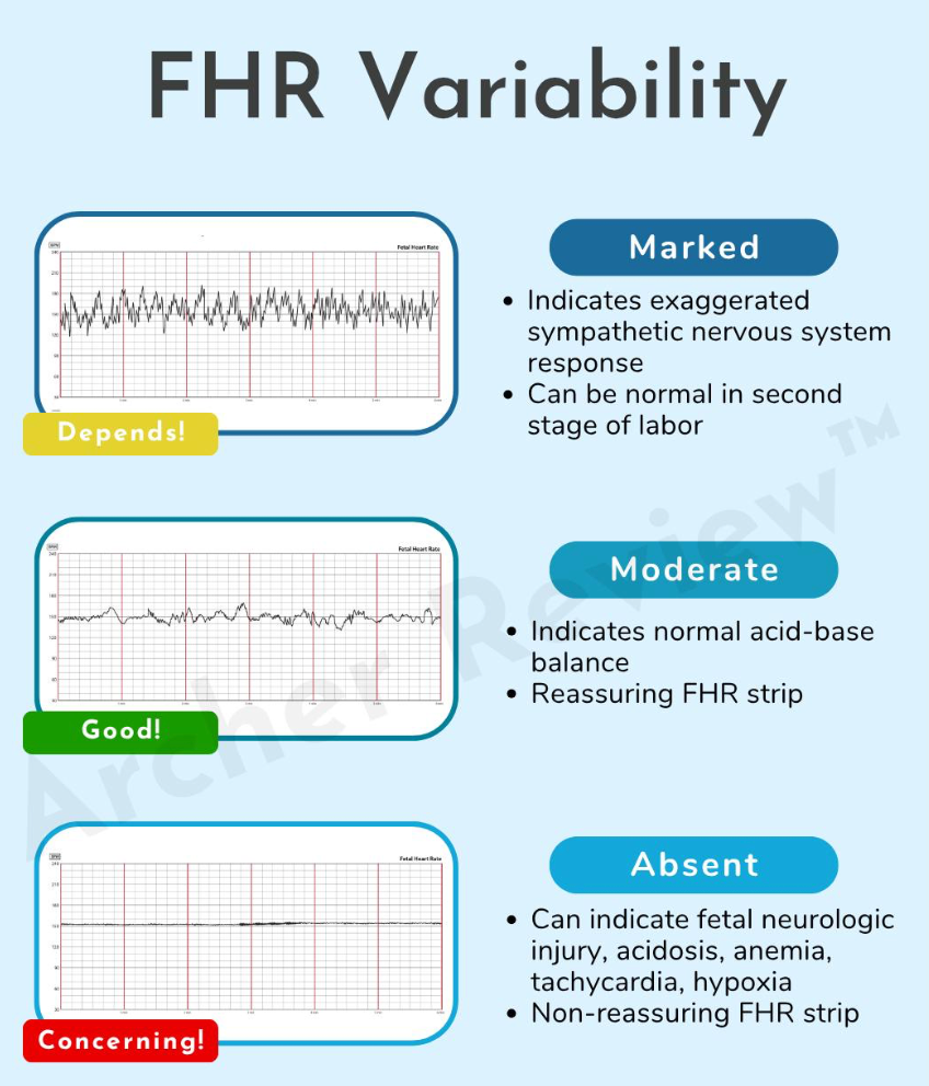 <ul><li><p>Beat to beat fluctuations in the fetal heart rate </p></li><li><p>Reflects intact neurologic pathways and adequate oxygenation </p><ul><li><p>If the variability is good → fetus is generally coping well </p></li></ul></li><li><p>Types </p><ul><li><p>Absent: no detectible variation (concerning)</p></li><li><p>Minimal: <=5 bpm (could be sleep, medications, hypoxia)</p></li><li><p>Moderate: 6-25 bpm (reassuring: oxygenated fetus)</p></li><li><p>Marked: > 25 bpm (may indicate stress: could be ok and need to assess further)</p></li></ul></li></ul><p></p><p></p>