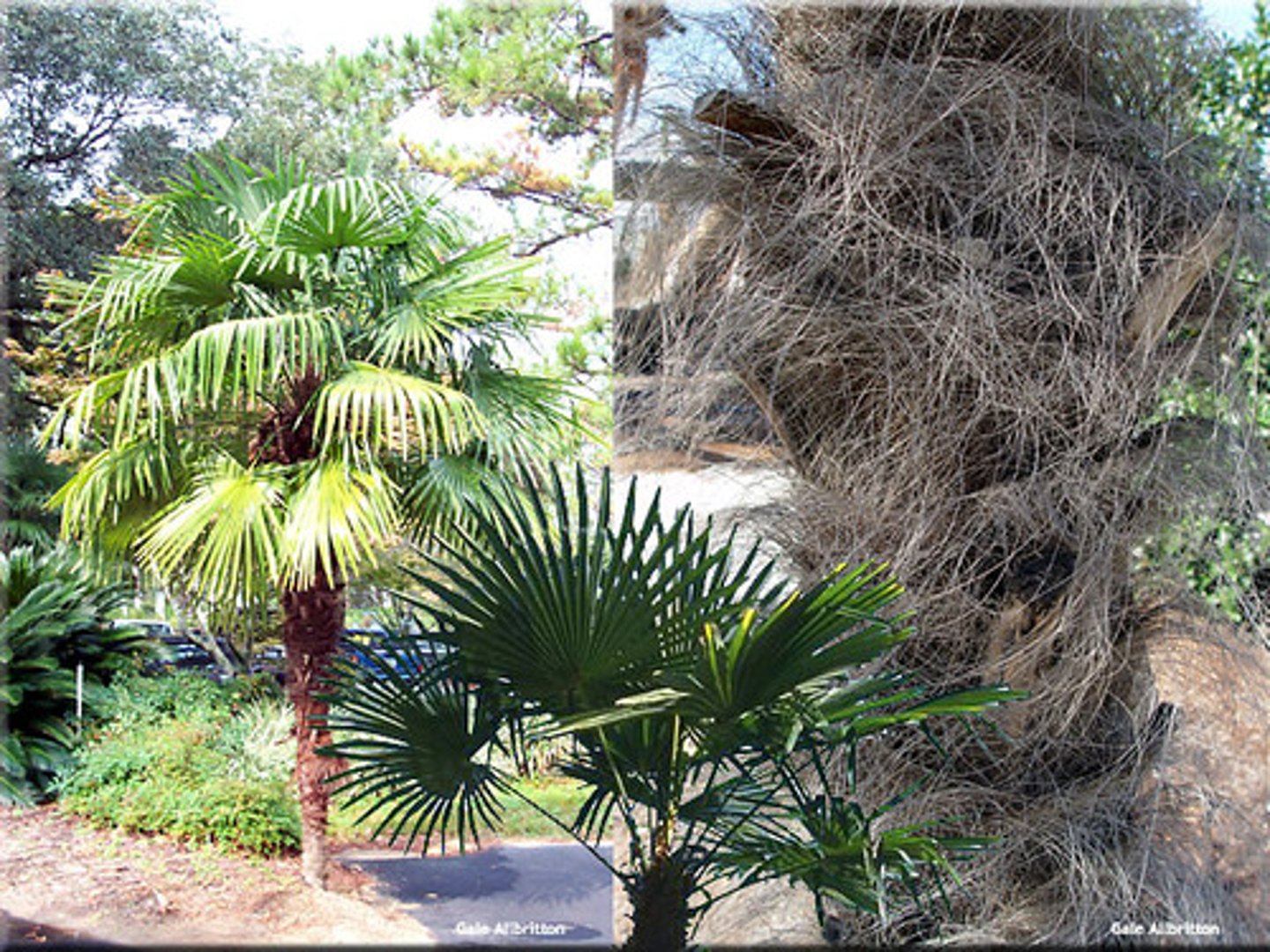 <p>Chinese Windmill Palm</p>