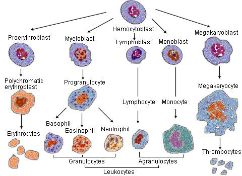 <p>The process by which cells become specialized to carry out specific functions. </p><p>Example: A stem cell differentiating into a hemocytoblast,differentiating into a proerythoblast,which then develops into a red blood cell (erythocytes)</p><p></p>