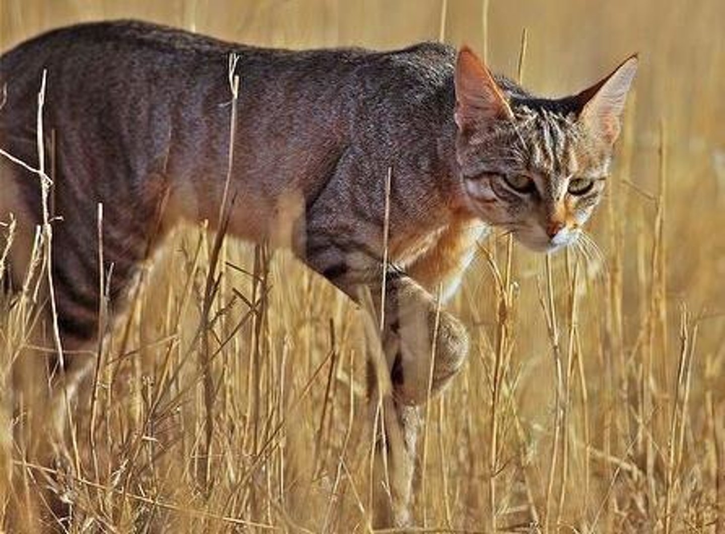 <p>Cats were domesticated for pest control and spiritual purposes, considered sacred and associated with the goddess Bastet.</p>