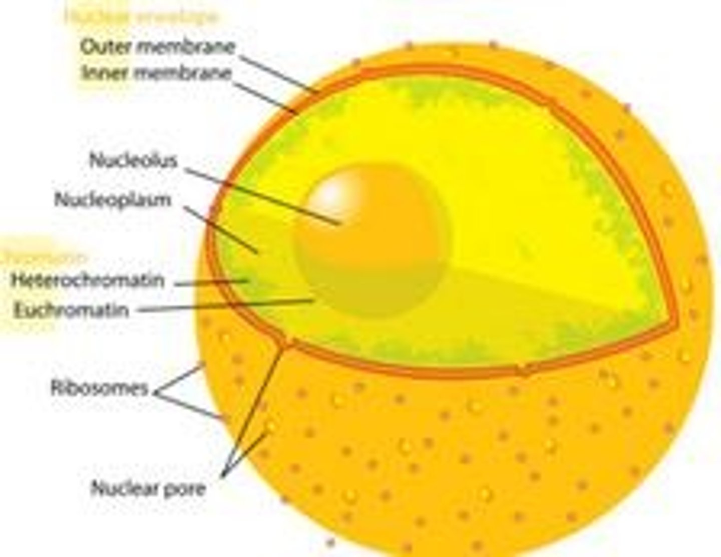 <p>A double membrane called the nuclear envelope with nuclear pores.</p>