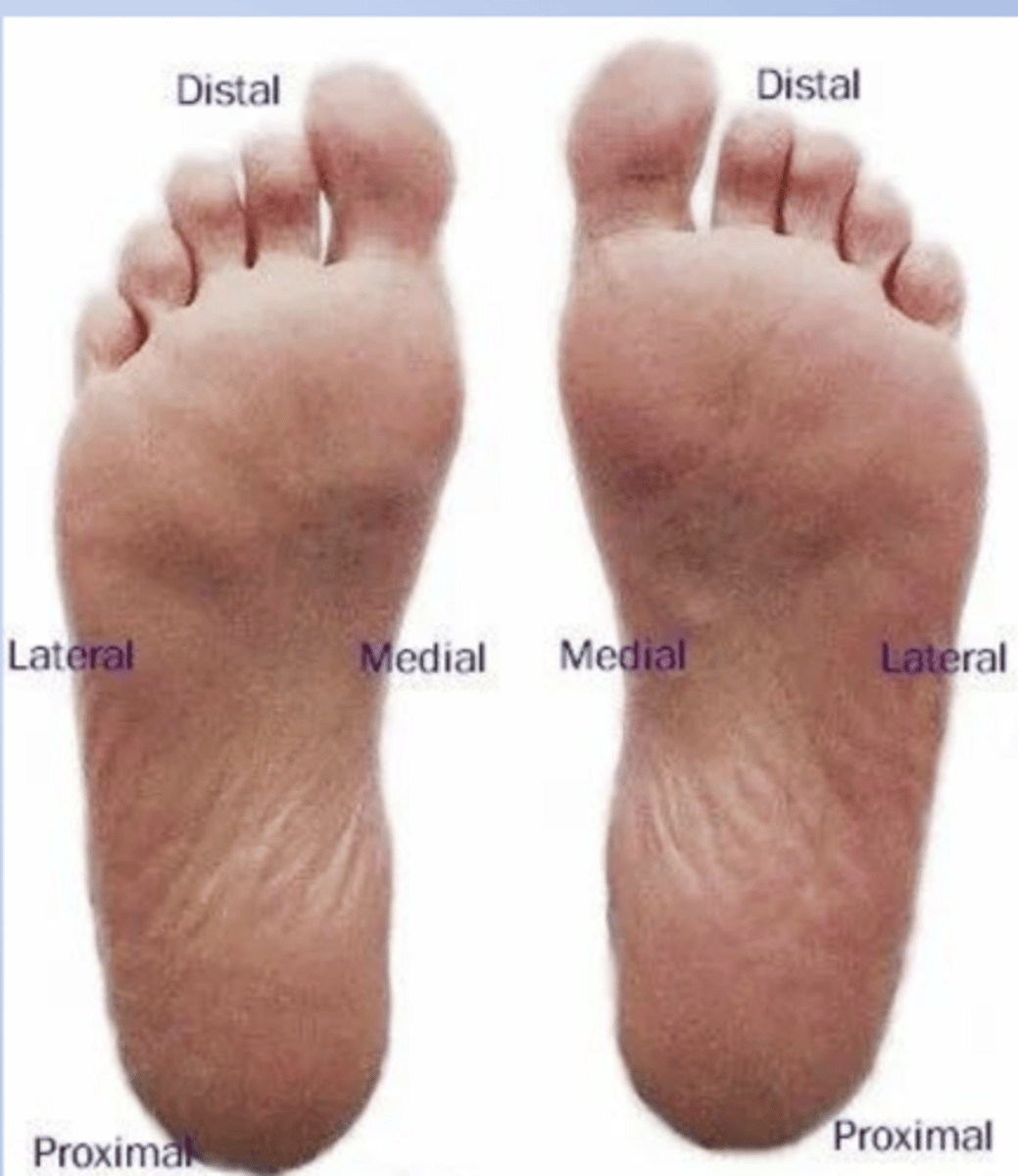 <p>sole of the foot</p>
