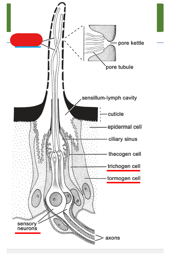 <p>what is shown on this diagram of multipored sensillum on the antenna?</p>