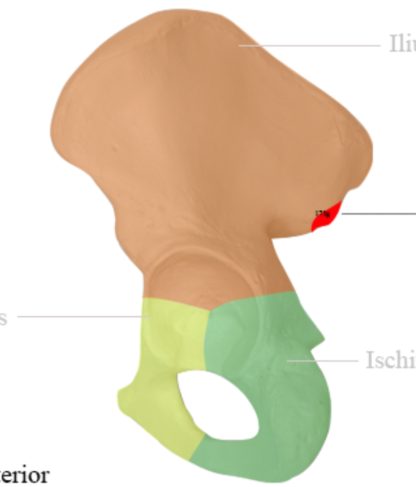 <p>Highlighted in red is the?</p>