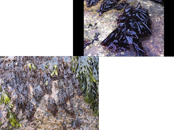 <p>To which Order does this specimen belong?</p><p>Halymeniales</p><p>Bangiales</p><p>Corallinales</p><p>Rhodymeniales</p>