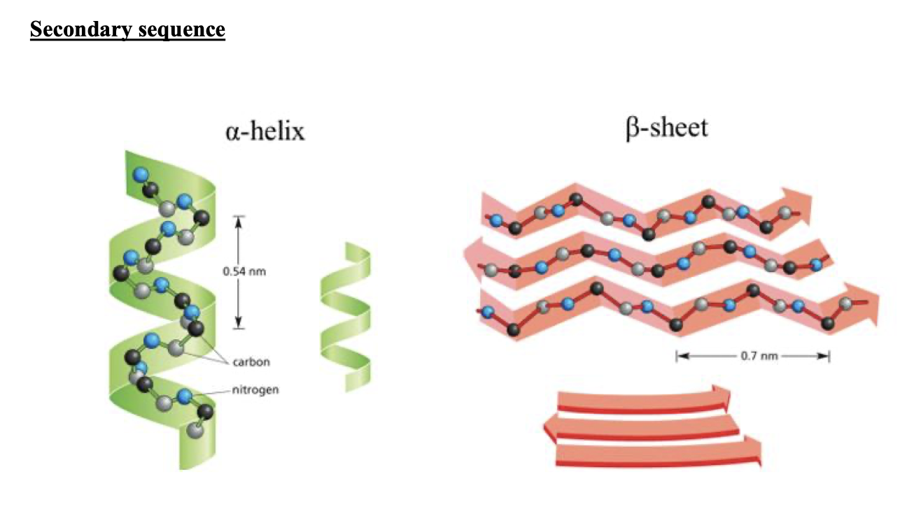 <p> protein folds in either, Alpha Helix (a-helix) swirllll, or Beta-Pleated sheet (B-pleated sheet)  back n forth zigzag</p>